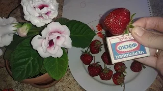 Harvesting of their seed strawberries ( strawberries ), large-fruited ( 08/06/16 )