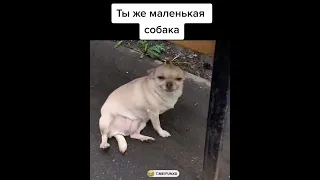 Маленькая собака обижает больших еще любится