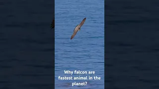 Can you feel the speed? Peregrine falcon #peregrine #falcon #fast