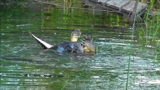 River Otter vs Snapping Turtle (warning...disturbing content)