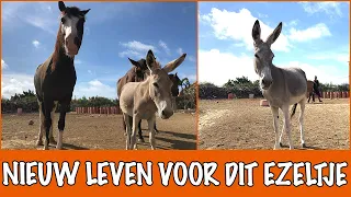 Ontmoet de nieuwe dieren op de opvang! | DierenpraatTV