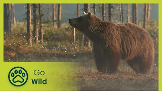 Band of Bears 1/2 - Go Wild