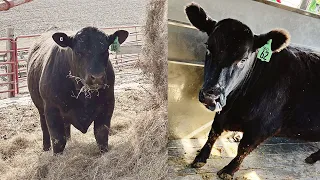 $10K on 2K Cattle - Registered Black Angus