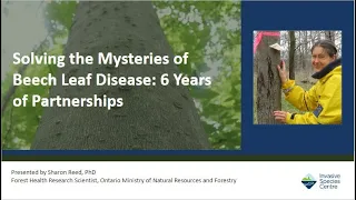 Solving the Mysteries of Beech Leaf Disease: 6 Years of Partnerships