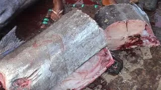 Fast Worker Big Bluefin Fish Cutting Skills | Fastest 100 Kg Blue fish Live Cutting Compil