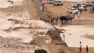 You Won't Believe This Desert Miracle! The First Moments of the Arrival of the Flash Floods in Oman!