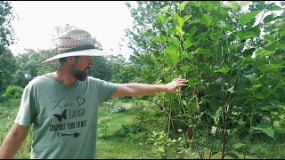 YOU CAN DO THIS! Easy Food Forest Tips & Tricks - Get Started TODAY🌿