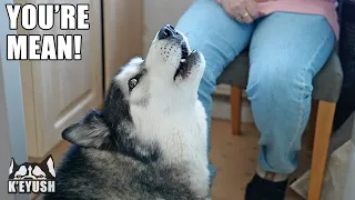Husky Stomps Paws at My Mum While Arguing With Her!
