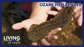 Ozark Hellbender Population Increases Due to St. Louis Zoo and Department of Conservation Program