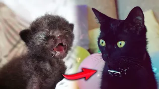 Saving the newborn kitten. Big series / SANI vlog