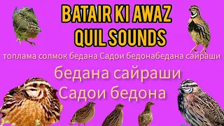 бедана Садои бедона Quail Hunting Sounds batair ki awaz  بٹیروں کی آواز