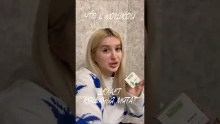 КОШАЧЬЯ МЯТА🌿Что она делает с кошкой?🤯