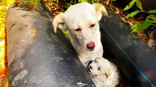 The thin mother shed tears holding her small child who was crying out from hunger in her arms