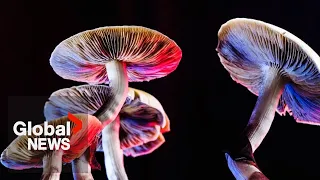 Can magic mushrooms treat depression? How a Canadian microdosing trial aims to find out