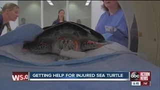 Aquarium vets try to save sea turtle