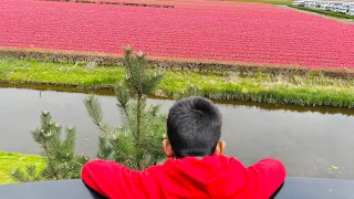 Keukenhof, Netherlands | Tulip Garden | Belgium Tamil Vlog