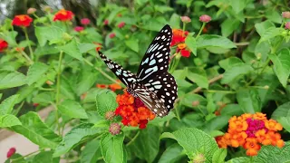 Butterflies Flying in Slow Motion HD - Houston Butterfly Museum HD Videos