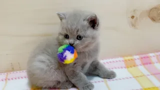 Cutie Playtime! 💖Cuteness Overload 😘Funny Kitten Playing Like a Puppy! British Shorthair Cat Kittens