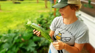 Bumpy Zucchini or Green Flower Blossoms? Zucchini Yellow Mosaic Virus | The Farm on a Hill