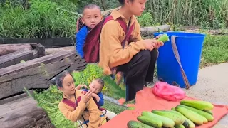 Harvest cucumbers to sell to people in the village