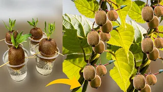 How to Grow Kiwi Plants From Kiwi Fruit || How to Grow Kiwi From Seed || Growing Kiwi Plants