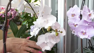 ЧУМОВЫЕ орхидеи биг липы! Как растут, что ТАК ЦВЕТУТ?