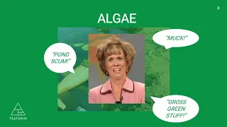 Introduction to Lake Management: Algae [Recorded Webinar ]