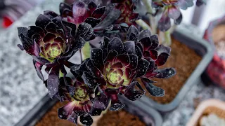 AEONIUM NGỦ HÈ VÀ CÁCH TRỒNG, CHĂM SÓC KHI CHÚNG NGỦ HÈ | 多肉植物| 다육이들 | Suculentas