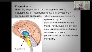 Улучшение когнитивных способностей и качества жизни с помощью НейроЭнерго кинезиологии.
