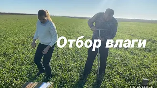 Пшеница 🌾 (отбор влаги)