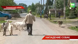 Бродячие собаки напали на 5-летнюю девочку в селе Усады Лаишевского района