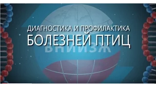 Диагностика и профилактика болезней птиц на базе ФГБУ "ВНИИЗЖ"