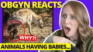 ObGyn Reacts: Weirdest Animal Births