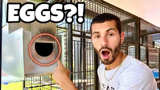 My PARROTS Are HAVING BABIES!!! *INSANE*