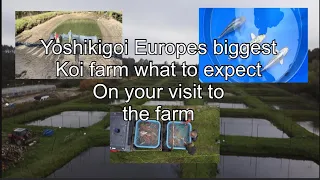 Yoshikigoi Europes biggest koi farm what to expect on your visit #koi #koifarm #yoshikigoi #koipond
