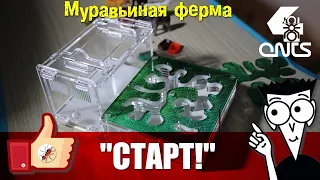 Муравьиная ферма СТАРТ - Лучшее начало!