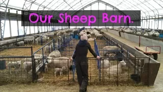 A tour of the sheep barn. |   Vlog 44