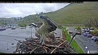 Blue Banded Z0 lands on the nest with Iris 024 04 26