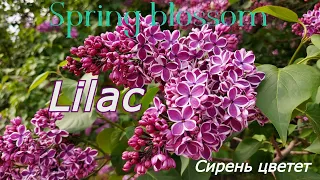 Lilac blossom. Сирень цветет в Москве. Immigrantochka.