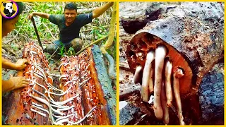 The Most Dangerous Trees You Should Never Touch: Top 10 !!