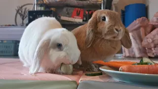 The Cutest Bunny Moments and Playtime with Adorable Ragdoll Cat Torres!  Funny Rabbit Moments! 🐰🐰🐱