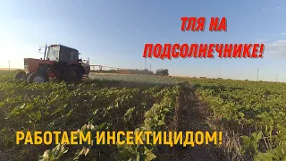 Тля на Подсолнечнике! Обзор Демо поля!