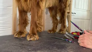 Irish setter puppy foot clipping tutorial ￼