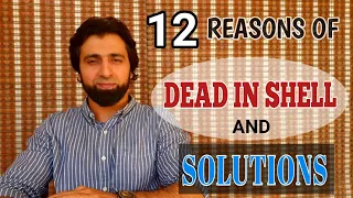 12 Reasons of Dead In Shell and Solutions  #deadinshell #lovebird #parblue #albino #