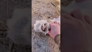 HUGE White Lion Claws!