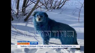 Смотрите сегодня в 19.00 на "Че": Тайна голубых собак из Дзержинска разгадана