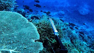 Spearfishing Coral Trout - The Great Barrier Reef Australia