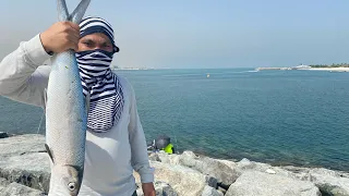 Milk fish | Bangus | Dubai Canal UAE