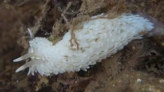 Favorinus branchialis sea slug