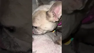 CLEANING NURTURING LICKS FROM NANDI THE FRENCH BULLDOG TO HER FRENCH BULLDOG FLUFFY CARRIERS🐶🐶